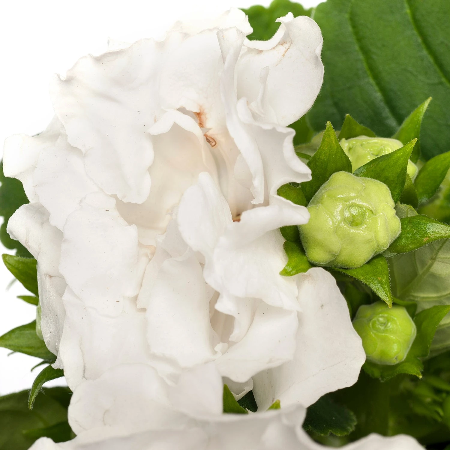 Gloxinia (Sinningia 'Sonata White') D 12 H 25 Cm 4 Gloxinia (Sinningia 'Sonata White') D 12 H 25 Cm - Afbeelding 2