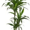 Drakenbloedboom (Dracaena Fragrans 'Art') D 21 H 120 Cm -Groene Bloom Winkel 8717263126843
