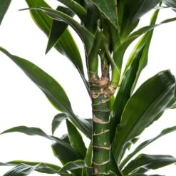 Drakenbloedboom (Dracaena Fragrans 'Art') D 21 H 120 Cm -Groene Bloom Winkel 8717263126843 2