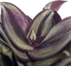 Vaderplant (Tradescantia Zebrina) D 12 H 20 Cm 5 Vaderplant (Tradescantia Zebrina) D 12 H 20 Cm -Groene Bloom Winkel 8717263126898 2 3