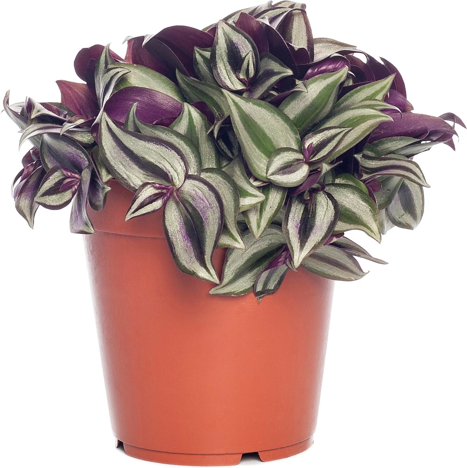 Vaderplant (Tradescantia Zebrina) D 12 H 20 Cm 3 Vaderplant (Tradescantia Zebrina) D 12 H 20 Cm