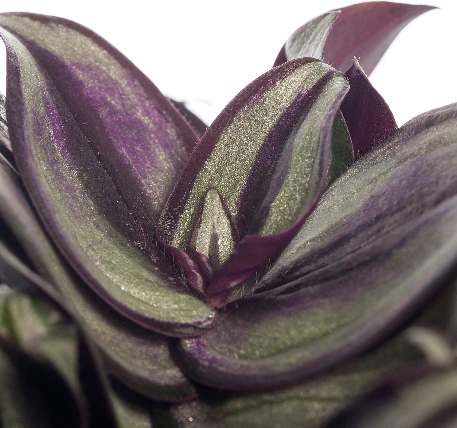 Vaderplant (Tradescantia Zebrina) D 15 H 25 Cm 4 Vaderplant (Tradescantia Zebrina) D 15 H 25 Cm - Afbeelding 2