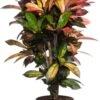 Croton (Codiaeum Variegatum 'Mrs Iceton') D 27 H 110 Cm -Groene Bloom Winkel 8717263128069