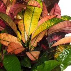 Croton (Codiaeum Variegatum 'Mrs Iceton') D 27 H 110 Cm -Groene Bloom Winkel 8717263128069 2