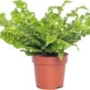 Nestvaren (Asplenium Nidus 'Crispy Wave') D 12 H 20 Cm 1 Nestvaren (Asplenium Nidus 'Crispy Wave') D 12 H 20 Cm -Groene Bloom Winkel 8717263128175 1