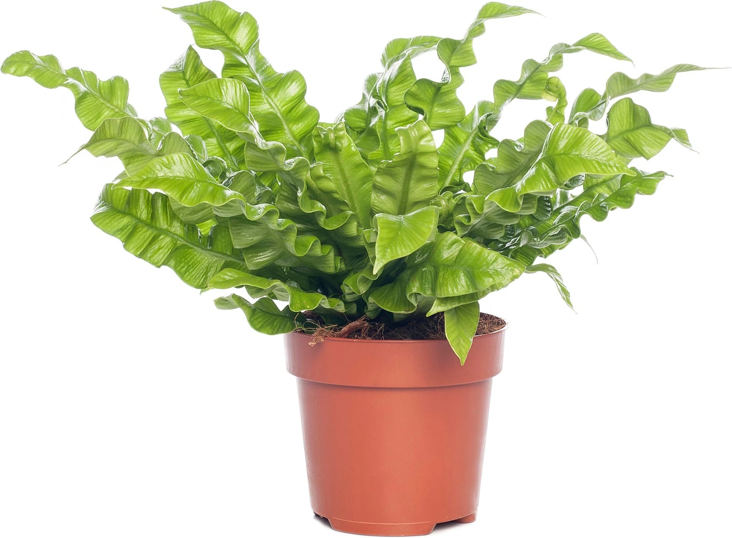 Nestvaren (Asplenium Nidus 'Crispy Wave') D 12 H 20 Cm 3 Nestvaren (Asplenium Nidus 'Crispy Wave') D 12 H 20 Cm