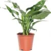 Aglaonema (Aglaonema 'Maria') D 14 H 35 Cm 2 Aglaonema (Aglaonema 'Maria') D 14 H 35 Cm -Groene Bloom Winkel 8717263128311 1