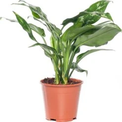 Aglaonema (Aglaonema 'Maria') D 14 H 35 Cm
