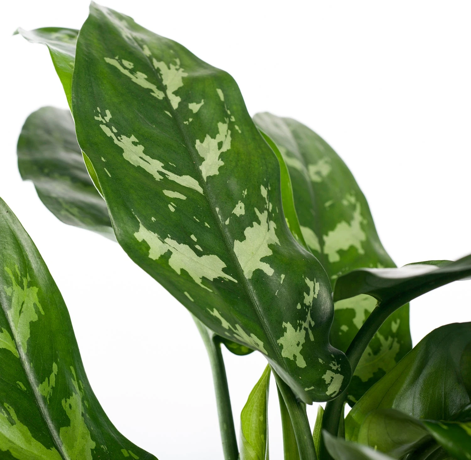 Aglaonema (Aglaonema 'Maria') D 14 H 35 Cm 4 Aglaonema (Aglaonema 'Maria') D 14 H 35 Cm - Afbeelding 2