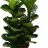 Vioolbladplant (Ficus Lyrata 'Bambino') D 20 H 50 Cm 2 Vioolbladplant (Ficus Lyrata 'Bambino') D 20 H 50 Cm -Groene Bloom Winkel 8717263128991