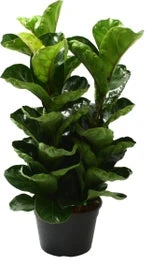 Vioolbladplant (Ficus Lyrata 'Bambino') D 20 H 50 Cm