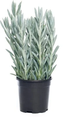 Kruiskruid (Senecio 'Mount Everest') D 17 H 45 Cm