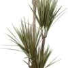 Drakenbloedboom (Dracaena Marginata) D 27 H 170 Cm -Groene Bloom Winkel 8717263129059 0 1