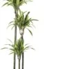 Drakenbloedboom (Dracaena Fragrans (D) 'Lemon Lime') D 24 H 140 Cm -Groene Bloom Winkel 8717263129165 2