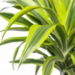 Drakenbloedboom (Dracaena Fragrans (D) 'Lemon Lime') D 19 H 90 Cm -Groene Bloom Winkel 8717263129172 2 3