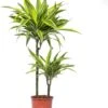 Drakenbloedboom (Dracaena Fragrans (D) 'Lemon Lime') D 19 H 90 Cm 2 Drakenbloedboom (Dracaena Fragrans (D) 'Lemon Lime') D 19 H 90 Cm -Groene Bloom Winkel 8717263129172 3