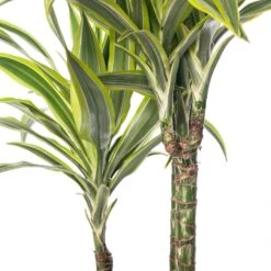 Drakenbloedboom (Dracaena Fragrans (D) 'Lemon Lime') D 21 H 110 Cm -Groene Bloom Winkel 8717263129189 1 1
