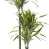 Drakenbloedboom (Dracaena Fragrans (D) 'Lemon Lime') D 21 H 110 Cm 1 Drakenbloedboom (Dracaena Fragrans (D) 'Lemon Lime') D 21 H 110 Cm -Groene Bloom Winkel 8717263129189 3