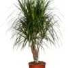 Drakenbloedboom (Dracaena Marginata) D 27 Cm -Groene Bloom Winkel 8717263129295 1