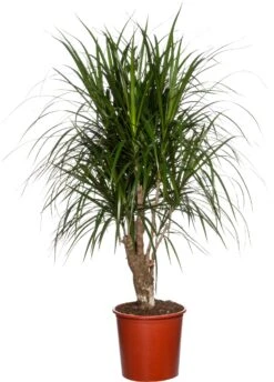 Drakenbloedboom (Dracaena Marginata) D 27 Cm