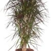 Drakenbloedboom (Dracaena Marginata) D 32 H 150 Cm 1 Drakenbloedboom (Dracaena Marginata) D 32 H 150 Cm -Groene Bloom Winkel 8717263129301