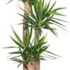 Yucca (Yucca Elephantipes) D 27 H 130 Cm 2 Yucca (Yucca Elephantipes) D 27 H 130 Cm -Groene Bloom Winkel 8717263129325 2