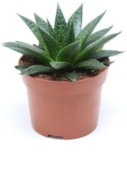 Gasteria (Gasteria 'Flow') D 12 H 15 Cm