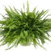 Krulvaren (Nephrolepis Exaltata 'Green Lady') D 19 H 50 Cm 1 Krulvaren (Nephrolepis Exaltata 'Green Lady') D 19 H 50 Cm -Groene Bloom Winkel 8717263130833