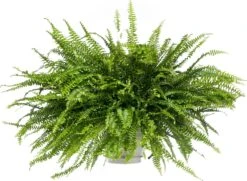 Krulvaren (Nephrolepis Exaltata 'Green Lady') D 19 H 50 Cm