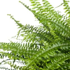 Krulvaren (Nephrolepis Exaltata 'Green Lady') D 19 H 50 Cm 5 Krulvaren (Nephrolepis Exaltata 'Green Lady') D 19 H 50 Cm -Groene Bloom Winkel 8717263130833 2