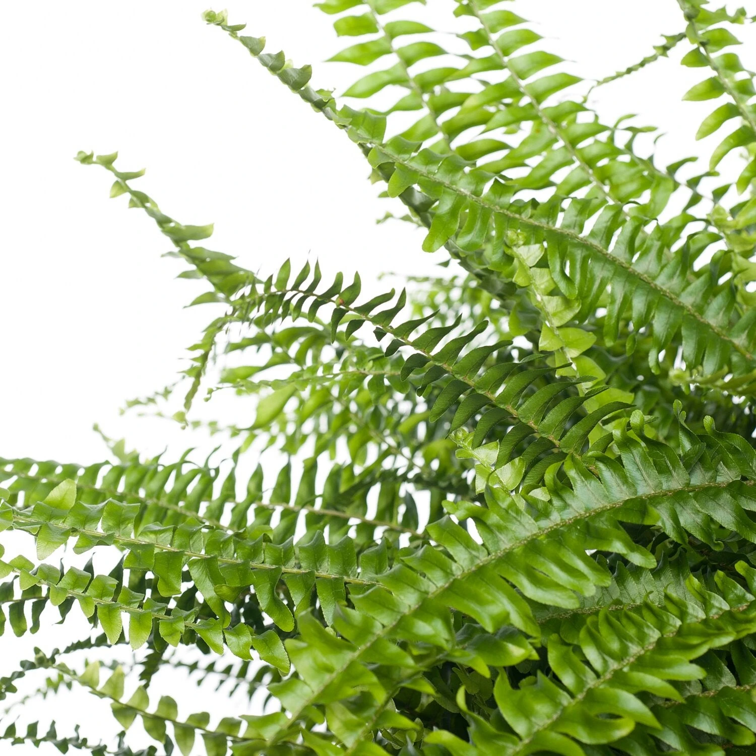 Krulvaren (Nephrolepis Exaltata 'Green Lady') D 19 H 50 Cm 4 Krulvaren (Nephrolepis Exaltata 'Green Lady') D 19 H 50 Cm - Afbeelding 2