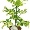 Vingersboom (Schefflera Arboricola 'Charlotte') D 13 H 45 Cm -Groene Bloom Winkel 8717263131311