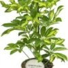 Vingersboom (Schefflera Arboricola 'Gerda') D 13 H 45 Cm 2 Vingersboom (Schefflera Arboricola 'Gerda') D 13 H 45 Cm -Groene Bloom Winkel 8717263131328 1