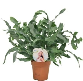 Blauwvaren (Phlebodium Aureum 'Blue Star') D 12 H 35 Cm 3 Blauwvaren (Phlebodium Aureum 'Blue Star') D 12 H 35 Cm