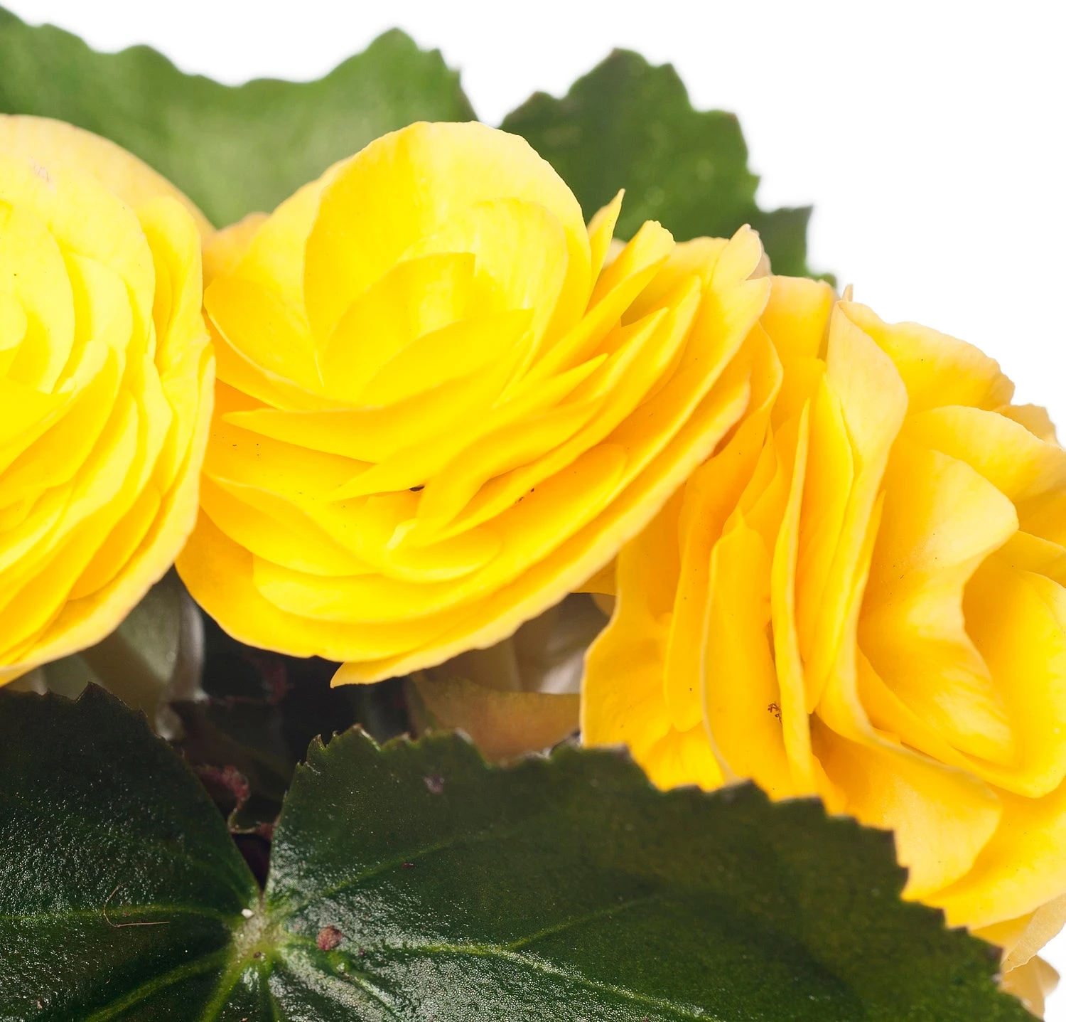 Begonia (Begonia Elatior 'Rebecca') D 14 H 30 Cm 4 Begonia (Begonia Elatior 'Rebecca') D 14 H 30 Cm - Afbeelding 2