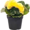 Begonia (Begonia Elatior 'Rebecca') D 14 H 30 Cm 1 Begonia (Begonia Elatior 'Rebecca') D 14 H 30 Cm -Groene Bloom Winkel 8717263131564 3 1
