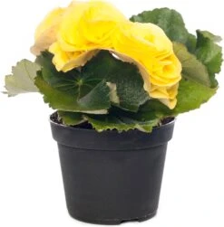 Begonia (Begonia Elatior 'Rebecca') D 14 H 30 Cm