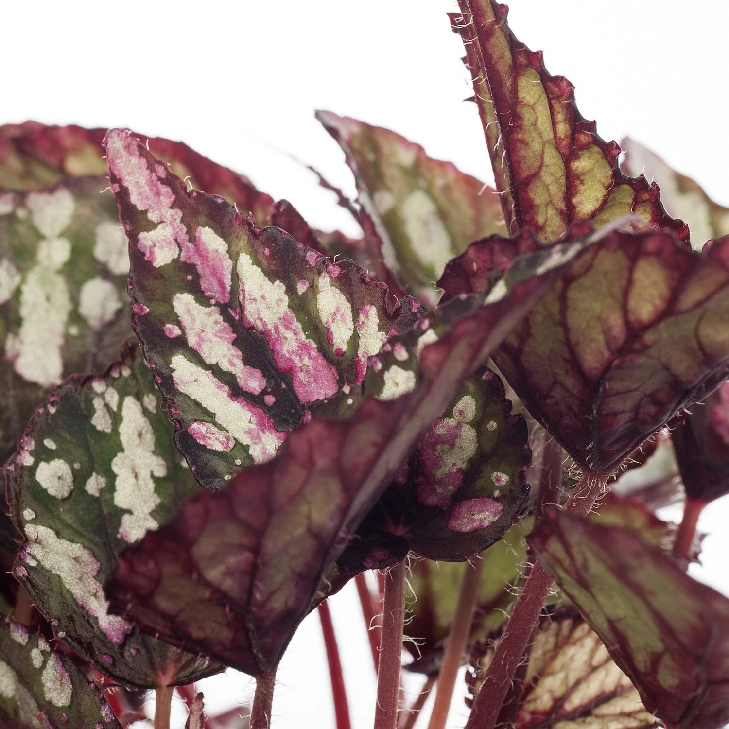 Bladbegonia (Begonia Rex (MC) 'Salsa') D 13 H 25 Cm 4 Bladbegonia (Begonia Rex (MC) 'Salsa') D 13 H 25 Cm - Afbeelding 2