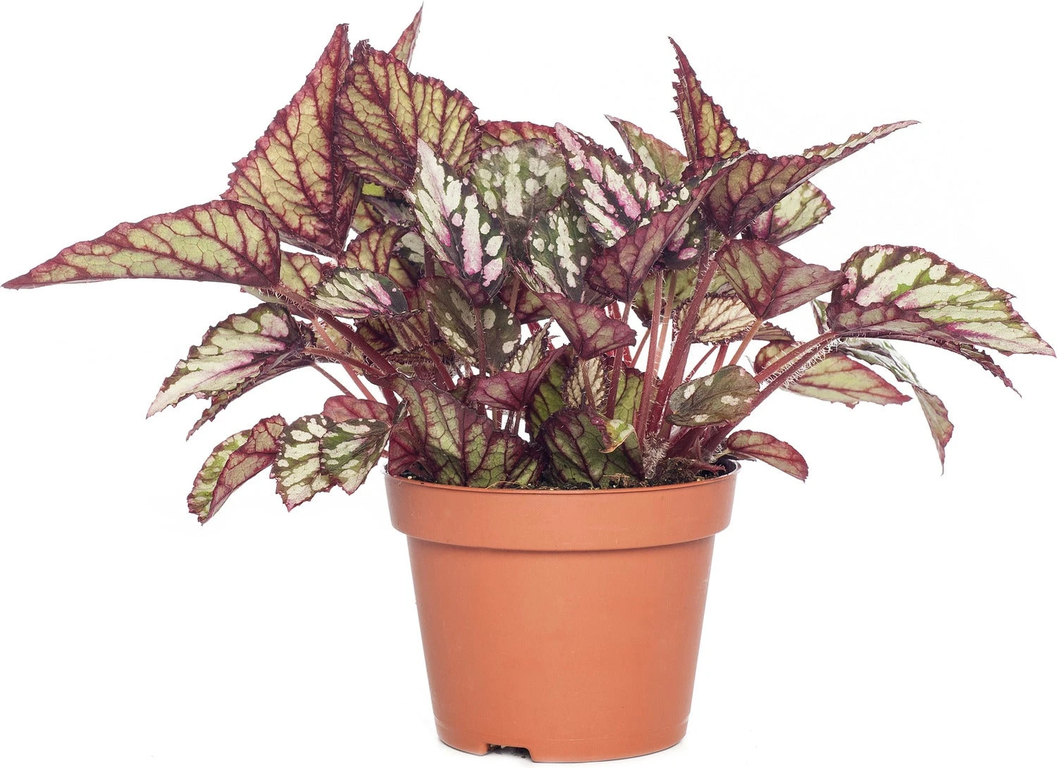 Bladbegonia (Begonia Rex (MC) 'Salsa') D 13 H 25 Cm 3 Bladbegonia (Begonia Rex (MC) 'Salsa') D 13 H 25 Cm