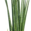 Vrouwentong (Sansevieria Bacularis 'Mikado') D 12 H 40 Cm 1 Vrouwentong (Sansevieria Bacularis 'Mikado') D 12 H 40 Cm -Groene Bloom Winkel 8717263132059 1 1
