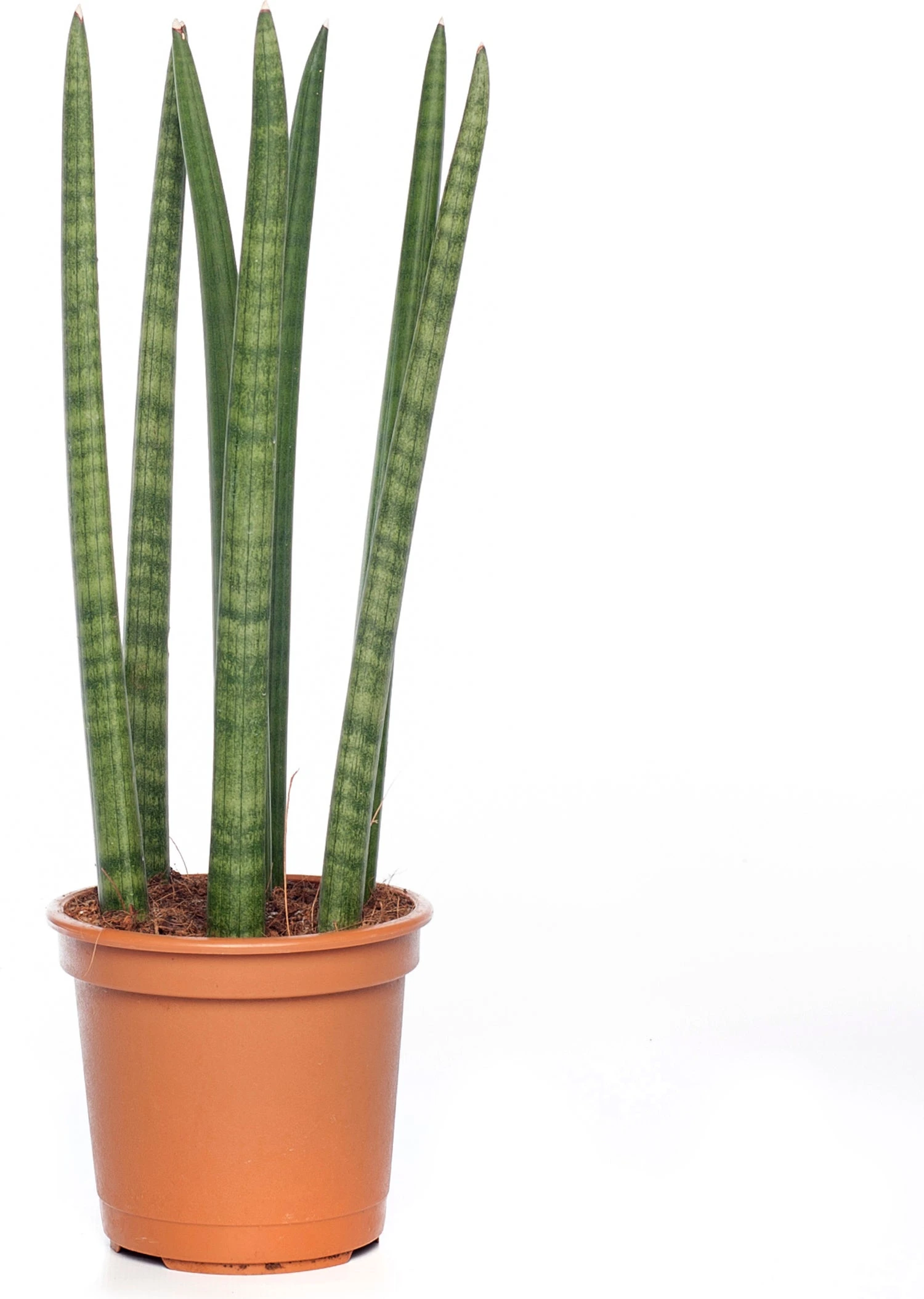 Vrouwentong (Sansevieria Cylindrica 'Straight') D 14 H 45 Cm 3 Vrouwentong (Sansevieria Cylindrica 'Straight') D 14 H 45 Cm