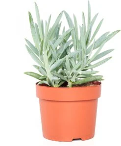 Kruiskruid (Senecio 'Mount Everest') D 12 H 24 Cm