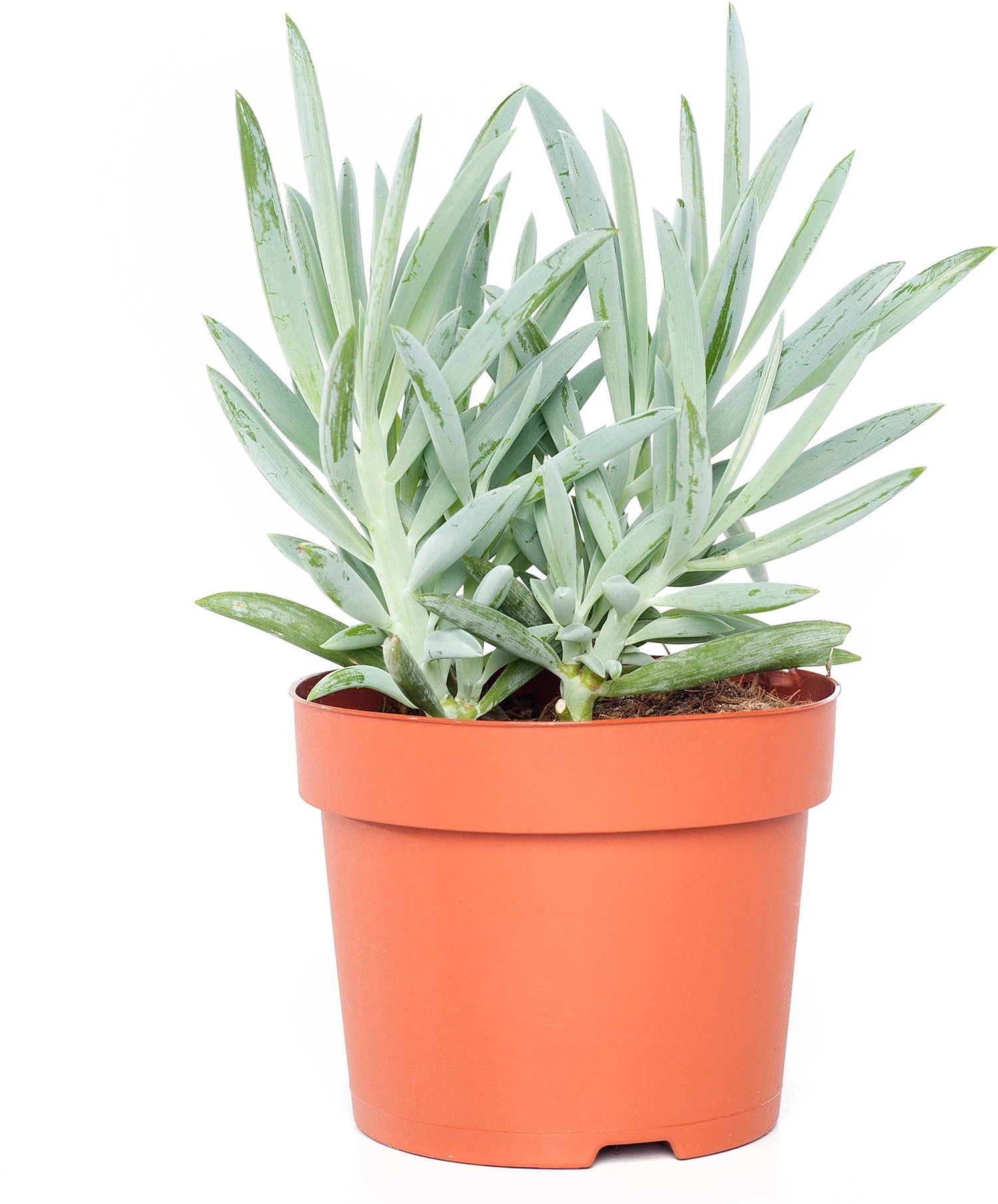 Kruiskruid (Senecio 'Mount Everest') D 12 H 24 Cm 3 Kruiskruid (Senecio 'Mount Everest') D 12 H 24 Cm