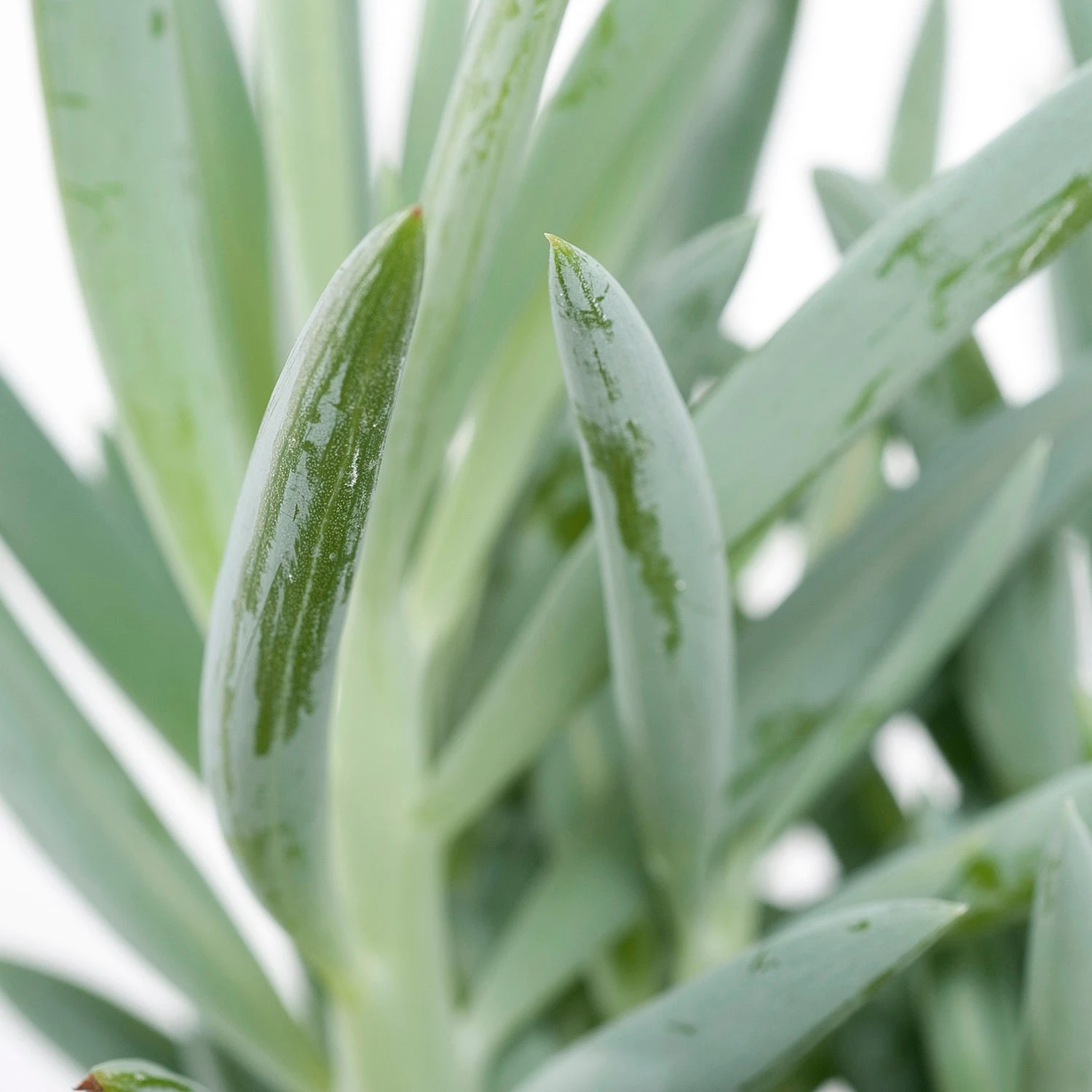 Kruiskruid (Senecio 'Mount Everest') D 12 H 24 Cm 4 Kruiskruid (Senecio 'Mount Everest') D 12 H 24 Cm - Afbeelding 2
