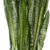 Vrouwentong (Sansevieria Zeylanica) D 30 H 100 Cm 1 Vrouwentong (Sansevieria Zeylanica) D 30 H 100 Cm -Groene Bloom Winkel 8717263133018