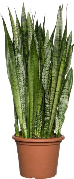 Vrouwentong (Sansevieria Zeylanica) D 30 H 100 Cm