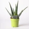 Aloë (Aloë Vera) D 12 H 35 Cm 1 Aloë (Aloë Vera) D 12 H 35 Cm -Groene Bloom Winkel 8717263133032 1