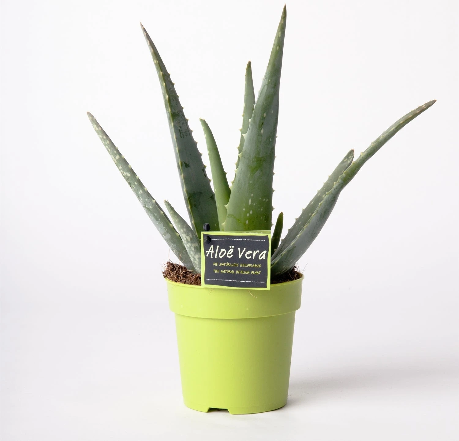 Aloë (Aloë Vera) D 12 H 35 Cm 3 Aloë (Aloë Vera) D 12 H 35 Cm