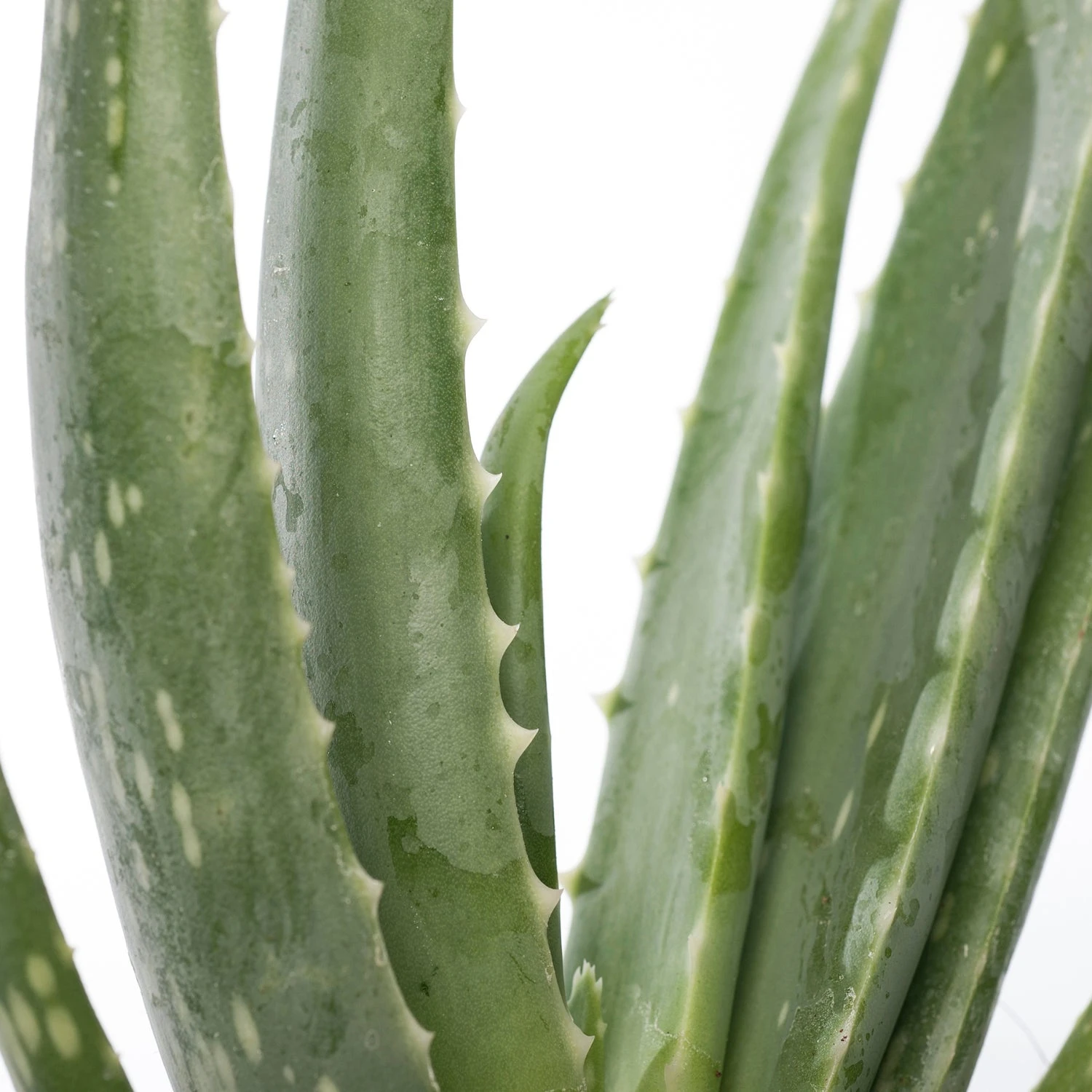 Aloë (Aloë Vera) D 12 H 35 Cm 4 Aloë (Aloë Vera) D 12 H 35 Cm - Afbeelding 2