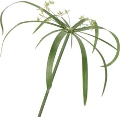 Parapluplant (Cyperus Glaber) D 23 H 140 Cm -Groene Bloom Winkel 8717263133292 2